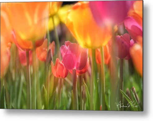 Tulip Metal Print featuring the photograph Drenched In Sunlight by Andrea Platt