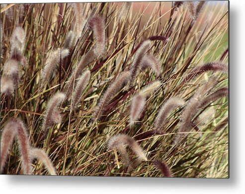 Soft Plumes Metal Print featuring the photograph Dried Grasses in Burgundy and Toasted Wheat by Colleen Cornelius