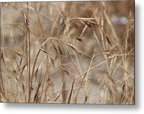 Honey Brown Grass Metal Print featuring the photograph Dried Wheat Grass in SoCal Sun by Colleen Cornelius
