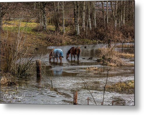 Animals Metal Print featuring the photograph Drinking Horses by Mark Joseph