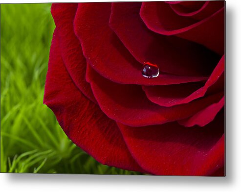 Wall Art Metal Print featuring the photograph Drop on a Rose by Marlo Horne