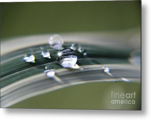 Droplets Metal Print featuring the photograph Droplet Families by Yumi Johnson