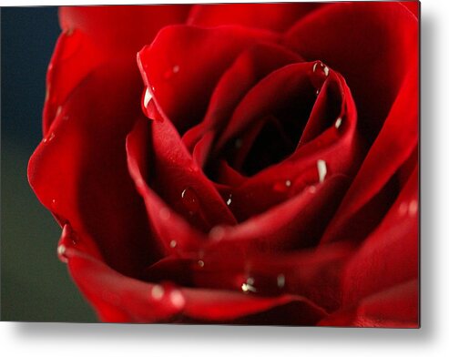 Rose Metal Print featuring the photograph Droplets on beauty by Jeff Swan