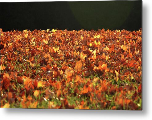 Dry Metal Print featuring the photograph Dry maple leaves covering the ground by Emanuel Tanjala
