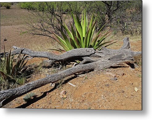 Arizona Metal Print featuring the photograph Agave and Log by Tom Daniel