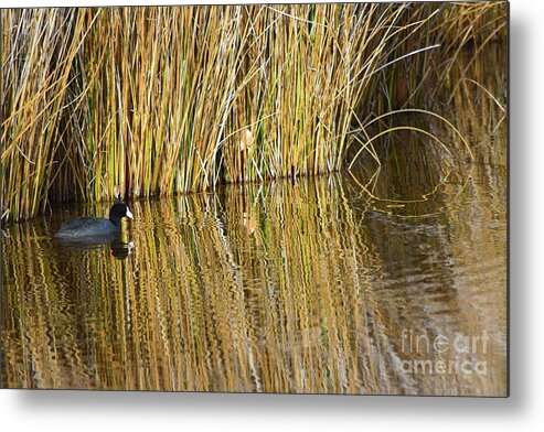 Duck Metal Print featuring the photograph Duck and Reeds by Jeff Hubbard