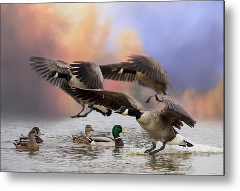 Canada Geese Metal Print featuring the photograph Duck Ducks 2 by Randy Hall