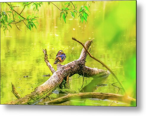 Tree Metal Print featuring the photograph Duck on log. by Leif Sohlman