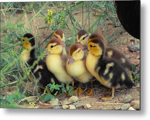 Nature Metal Print featuring the photograph Ducklings by Kae Cheatham