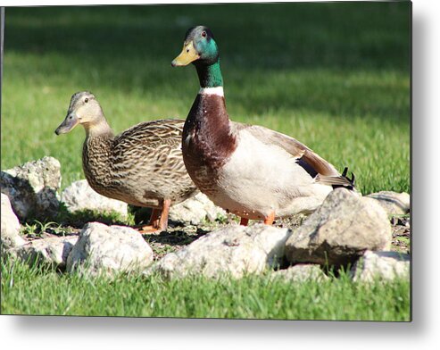  Metal Print featuring the photograph Ducks by Brian Jones