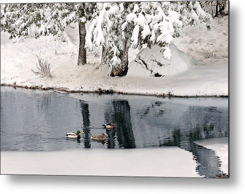 Mallard Duck Print Metal Print featuring the photograph Ducks on a Pond Print by Gwen Gibson