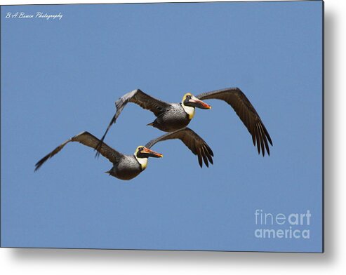 Brown Pelican Metal Print featuring the photograph Duel Pelicans in flight by Barbara Bowen