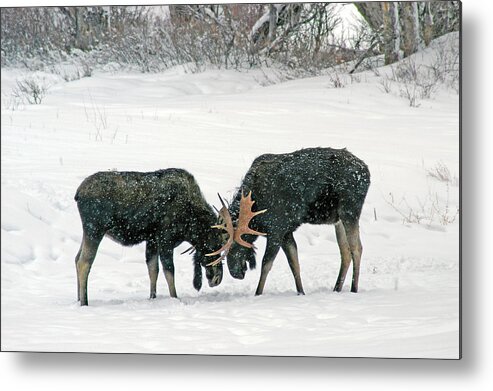 Duel Metal Print featuring the photograph Dueling Moose by Ted Keller