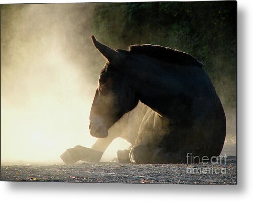 In Focus Metal Print featuring the photograph Dusty Roll by Deborah Johnson