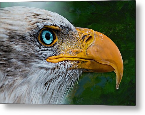 Eagle Metal Print featuring the photograph Eagle Eye by Ally White