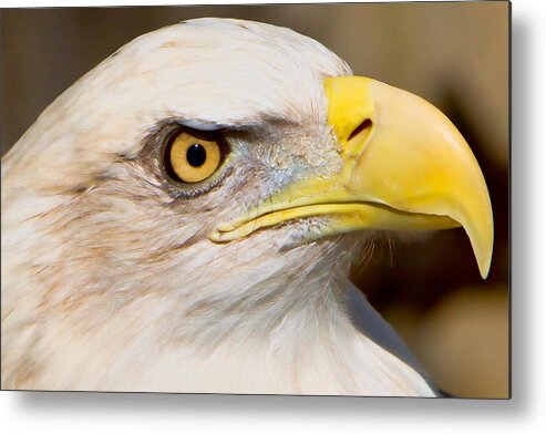 American Eagle Metal Print featuring the photograph Eagle Eye by William Jobes