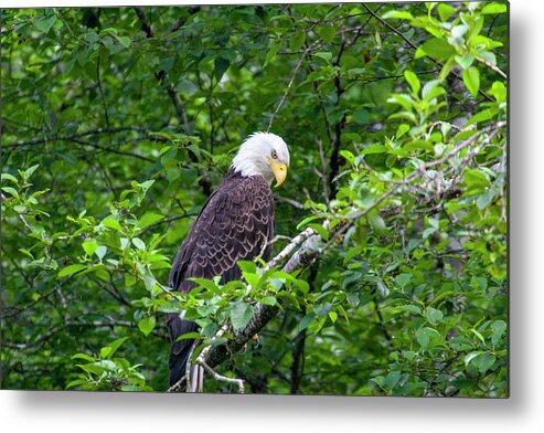 Bald Eagle Metal Print featuring the photograph Eagle in the Tree by Anthony Jones