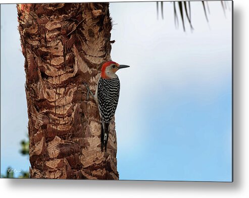 Florida Metal Print featuring the photograph Eagle Lakes Park - Red-Bellied Woodpecker Peering for Next Tree by Ronald Reid