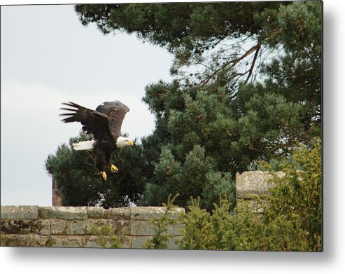 Bird Metal Print featuring the photograph Eagle Landing by Adrian Wale