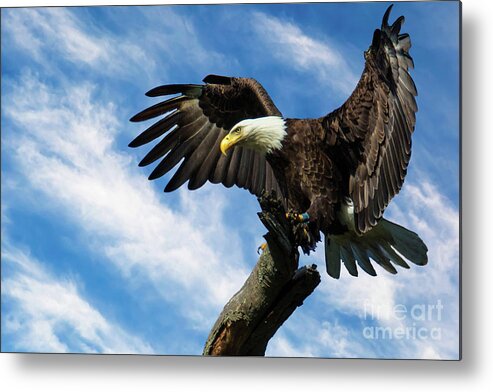 Bald Eagle Metal Print featuring the photograph Eagle Landing on a Branch by Eleanor Abramson