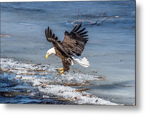 Bald Eagle Metal Print featuring the photograph Eagle Landing by Paul Freidlund