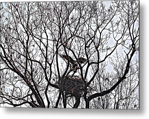 Bald Eagle Metal Print featuring the photograph Eagle's Nest with Bald Eagle by Lila Fisher-Wenzel