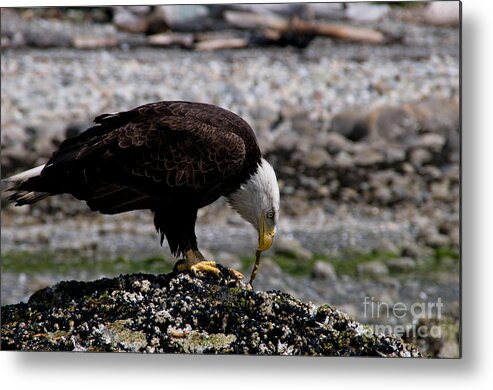Alertness Metal Print featuring the photograph Eagle's Prize by Venetta Archer