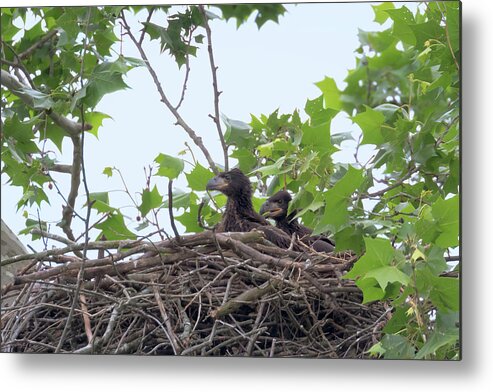Bald Eagle Metal Print featuring the photograph Eaglets in the Nest 5 by Susan Rissi Tregoning