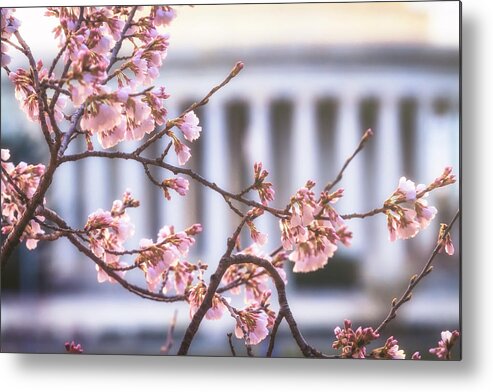 Washington Dc Metal Print featuring the photograph Early Bloom by Edward Kreis