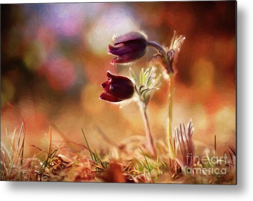 Anenome Metal Print featuring the painting Early Morning Purple Pasque by Chris Armytage