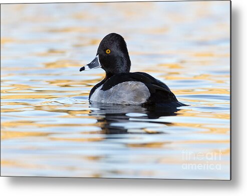 Ring-neck Metal Print featuring the photograph Early morning Ringneck by Bryan Keil