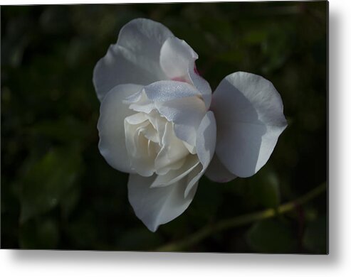  Metal Print featuring the photograph Early morning rose by Dan Hefle