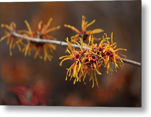 Spring Metal Print featuring the photograph Early Spring Buds by Robert Ullmann
