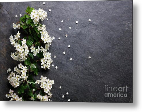 Spring Metal Print featuring the photograph Early summer white flower blossoms by Nicholas Burningham