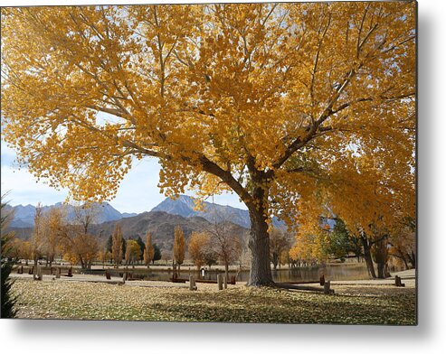 Earthy Metal Print featuring the photograph Earthy Fall Colors by Tammy Pool