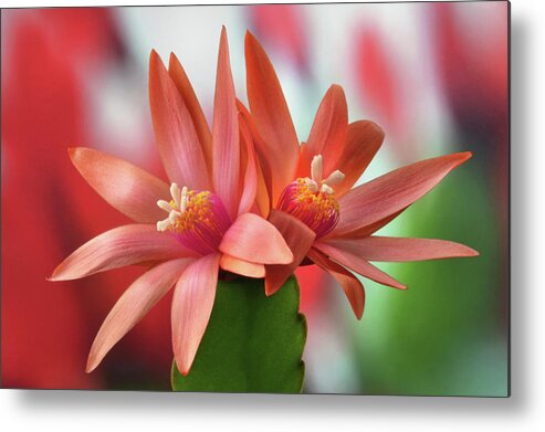 Easter Cactus Metal Print featuring the photograph Easter Cactus by Terence Davis
