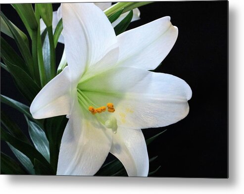 Nature Metal Print featuring the photograph Easter Lily on Black by Sheila Brown