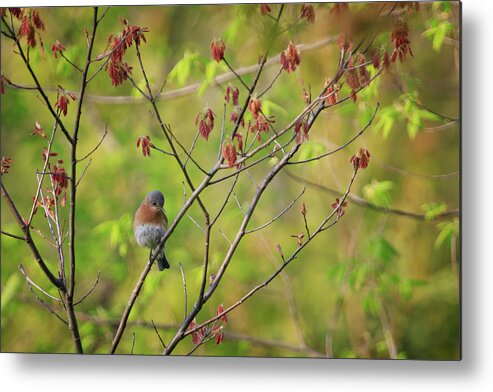 Gary Hall Metal Print featuring the photograph Eastern Bluebird - Female by Gary Hall