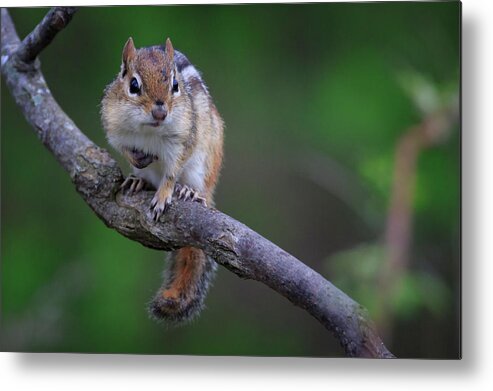 Branch Metal Print featuring the photograph Eastern Chipmunk by Gary Hall