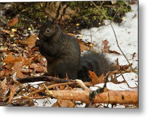 Gray Metal Print featuring the photograph Eastern Gray Squirrel Black Morph by Michael Peychich