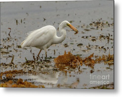 Nature Metal Print featuring the photograph Eastern Great Egret 10 by Werner Padarin