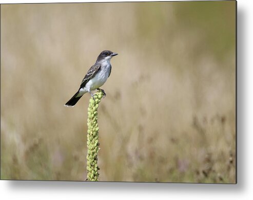 Eastern Kingbird Metal Print featuring the photograph Eastern Kingbird On Mullein Plant by Brook Burling