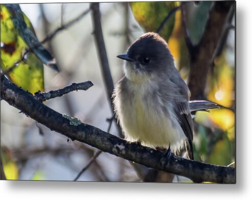 Wildlife Metal Print featuring the photograph Eastern Phoebe by John Benedict