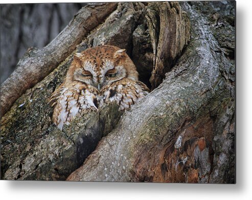 Gary Hall Metal Print featuring the photograph Eastern Screech Owl 2 by Gary Hall