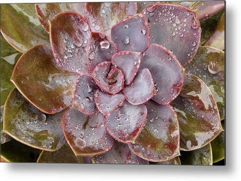 Succulents Metal Print featuring the photograph Echeveria by Windy Osborn