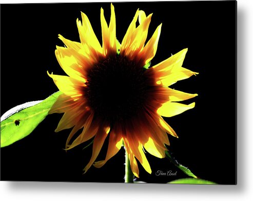 Sunflowers Metal Print featuring the digital art Eclipse of the Sunflower by Trina Ansel