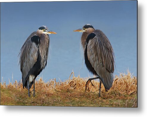 Bird Metal Print featuring the photograph Edge of the Pond by John Christopher