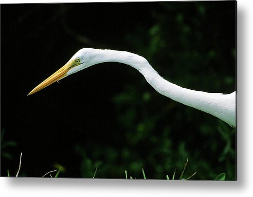 Egret Metal Print featuring the photograph Egret 1 by Ted Keller