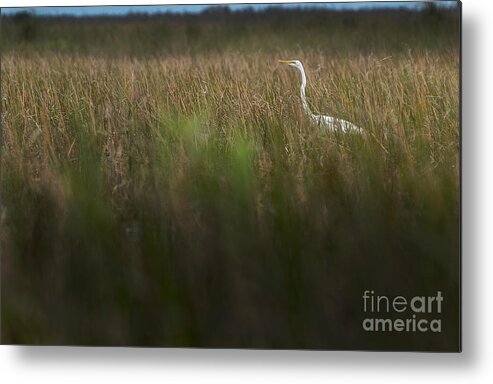 Loxahatchee Metal Print featuring the photograph Egret in Swamp-2-0711 by Steve Somerville