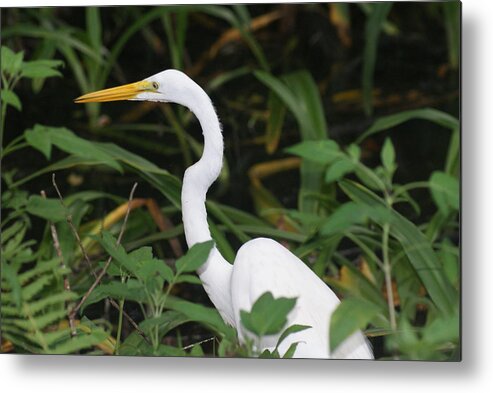 Florida Metal Print featuring the photograph Egret by Lindsey Floyd